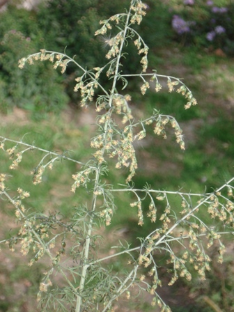   (Artemisia santonica) 