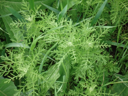   (Artemisia santonica) 