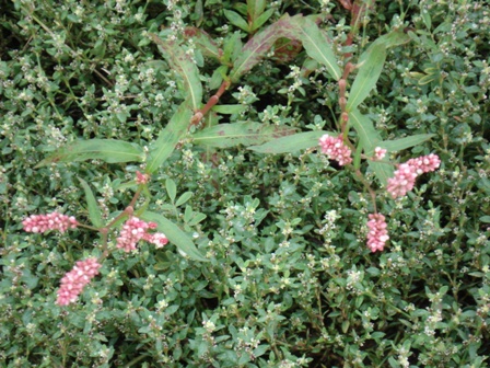   (Poligonum persicaria),  ,   