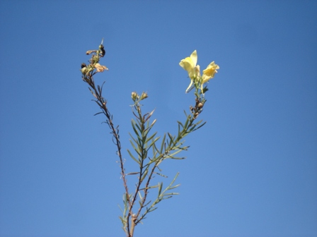  (Linaria vulgaris) 