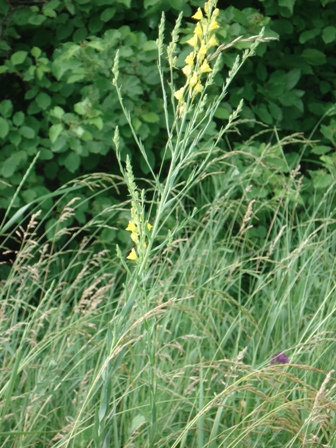   (Linaria vulgaris) 