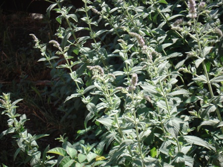   (Mentha longifolia) 
