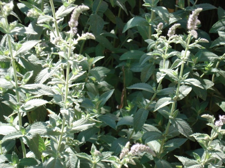   (Mentha longifolia) 