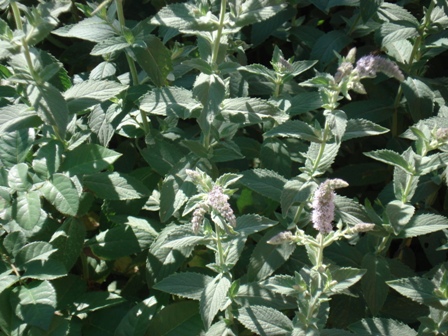   (Mentha longifolia) 