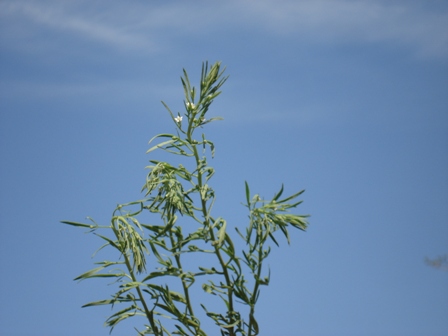   (Thesium arvense),   