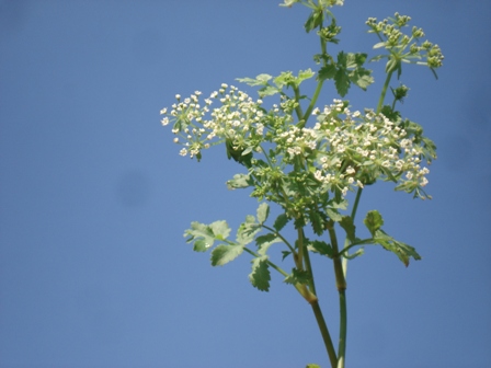  ,   (Berula erecta) 