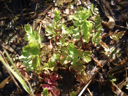  ,   (Berula erecta) 