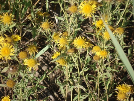   (Inula oculus-christi),     