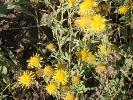   (Inula oculus-christi),     