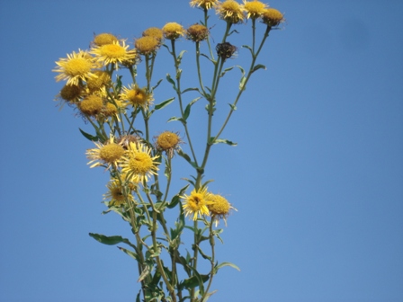   (Inula oculus-christi),     