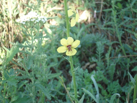   (Verbascum blattaria) 