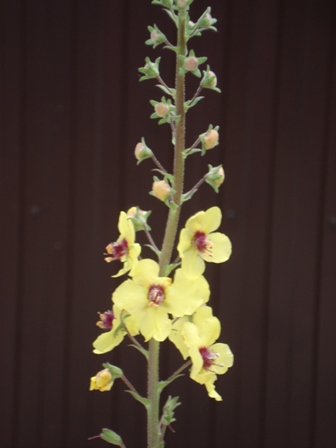   (Verbascum blattaria) 