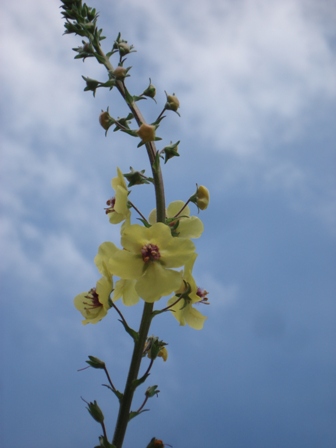   (Verbascum blattaria) 