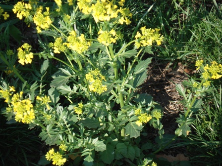   (Barbarea vulgaris) 