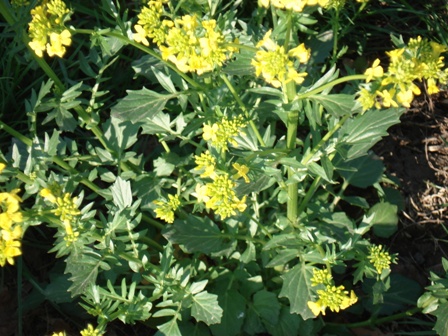   (Barbarea vulgaris) 