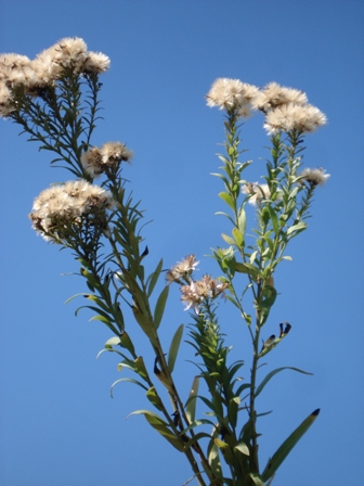   (Galatella fastigiata) 