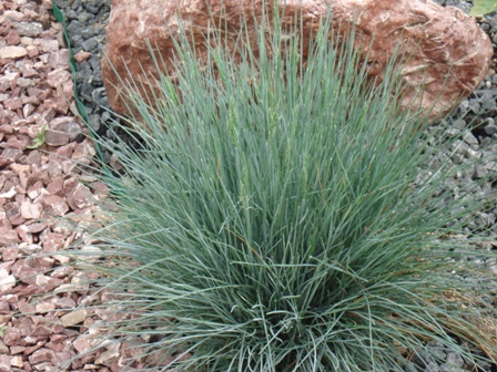   (Festuca amethistica) 