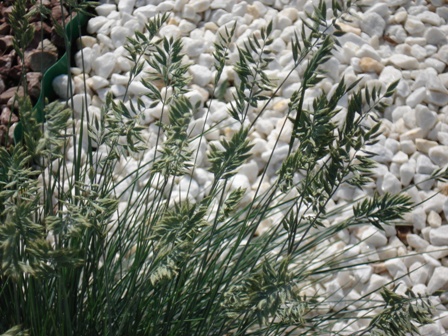   (Festuca amethistica) 