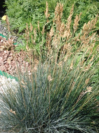   (Festuca amethistica) 