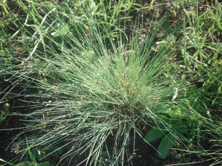   (Festuca cinerea) 