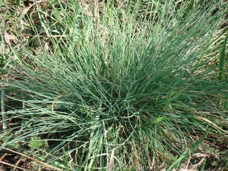   (Festuca cinerea) 