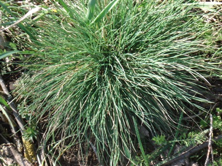   (Festuca cinerea) 