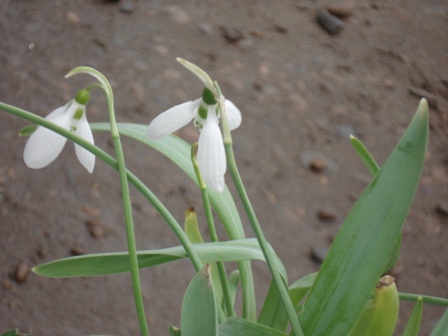  ,   (Galanthus nivalis) 