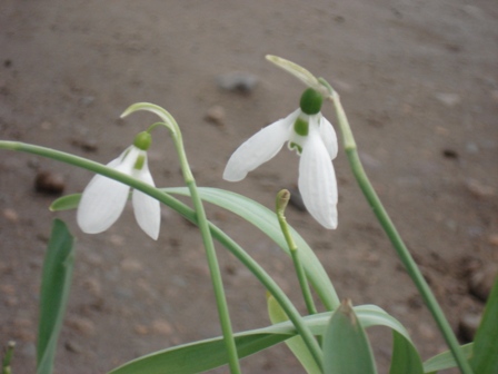  ,   (Galanthus nivalis) 