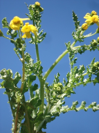   (Senecio vernalis) 