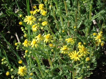   (Senecio vernalis) 