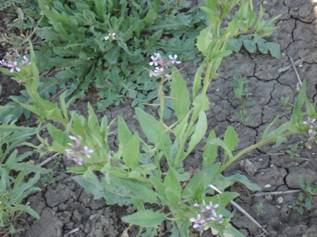   (Chorispora tenella) 