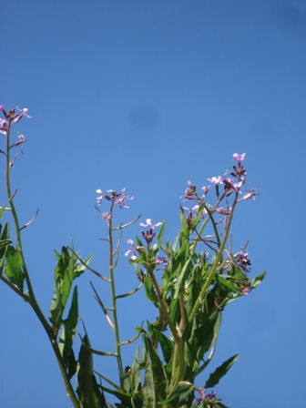   (Chorispora tenella) 