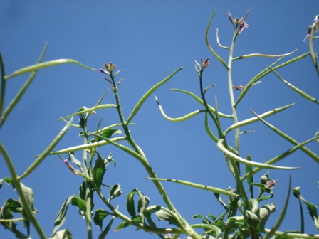   (Chorispora tenella) 