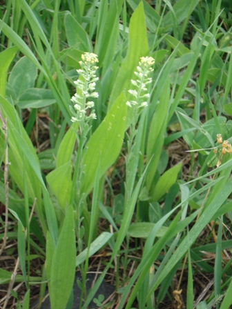   (Alyssum calycinum) 