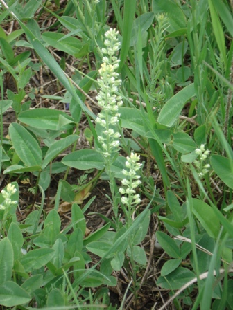   (Alyssum calycinum) 