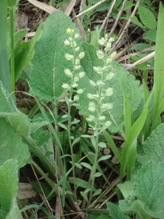   (Alyssum calycinum) 