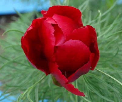   (Paeonia tenuifolia),  ,  ,  ,  