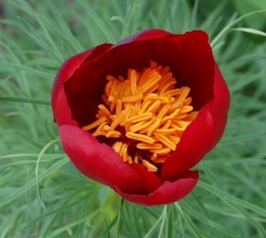   (Paeonia tenuifolia),  ,  ,  ,  