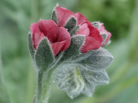   (Cynoglossum officinale) 