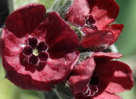   (Cynoglossum officinale) 