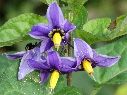  -,  , ,  , - ,  ,  , ,  ,    (Solanum dulcamara) 