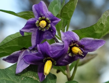 -,  , ,  , - ,  ,  , ,  ,    (Solanum dulcamara) 